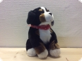 Berner Sennenhund mit Halsband